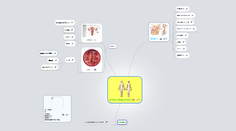 Mind Map: Sistema Reprodutor