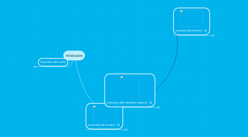 Mind Map: músculos