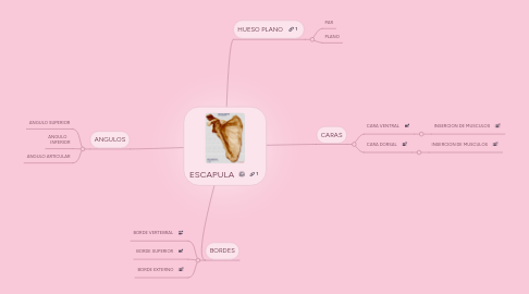 Mind Map: ESCAPULA