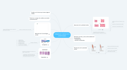 Mind Map: Adaptacion celular en la enfermedad