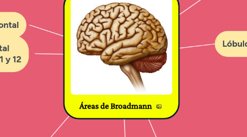 Mind Map: Áreas de Broadmann