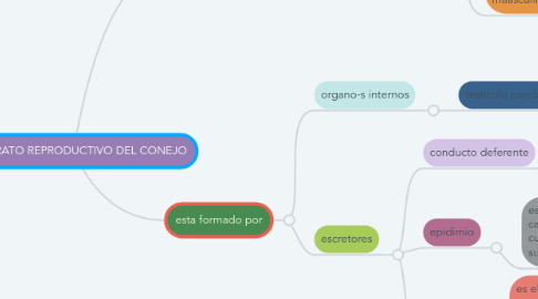 Mind Map: APARATO REPRODUCTIVO DEL CONEJO