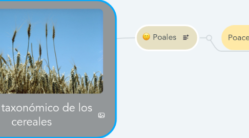 Mind Map: Árbol taxonómico de los cereales