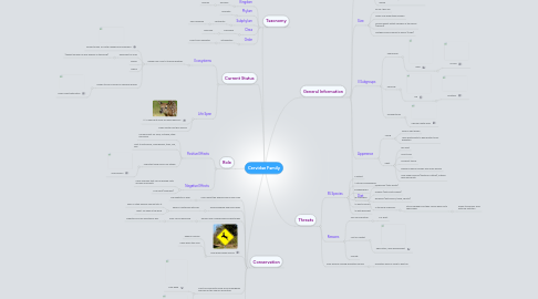 Mind Map: Cervidae Family