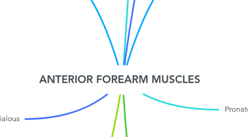 Mind Map: ANTERIOR FOREARM MUSCLES