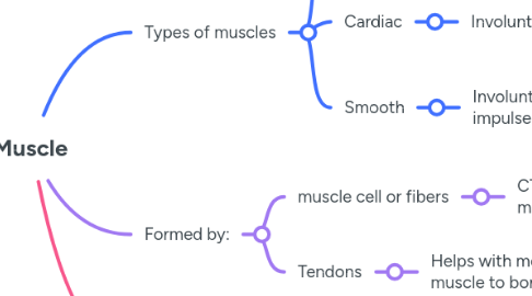 Mind Map: Muscle