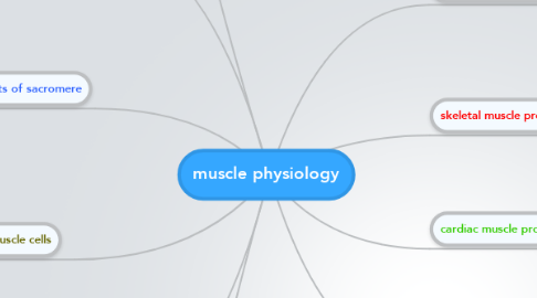 Mind Map: muscle physiology