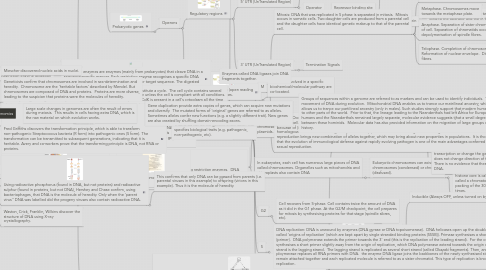 Mind Map: DNA