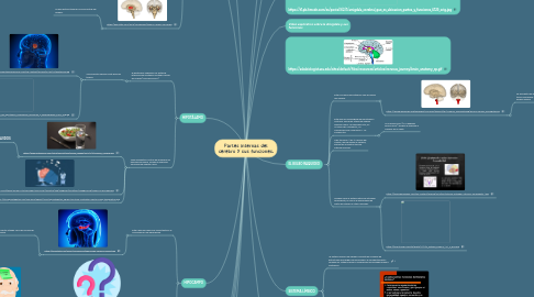 Mind Map: Partes internas del cerebro y sus funciones.