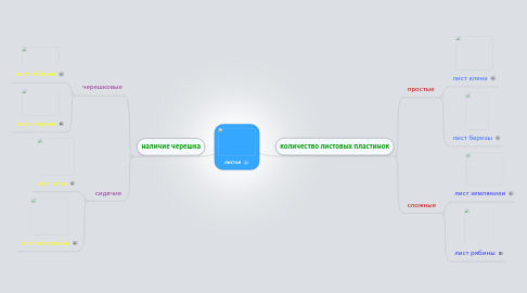 Mind Map: листья