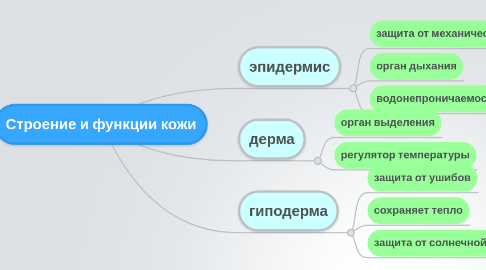 Mind Map: Строение и функции кожи