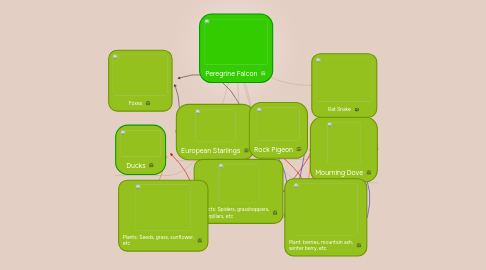 Mind Map: Peregrine Falcon