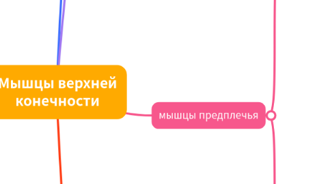 Mind Map: Мышцы верхней конечности