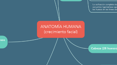Mind Map: ANATOMÍA HUMANA (crecimiento facial)