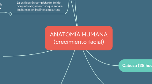 Mind Map: ANATOMÍA HUMANA (crecimiento facial)