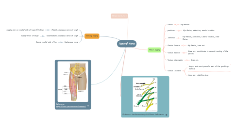 Mind Map: Femoral Nerve