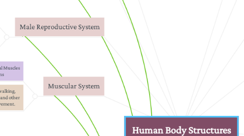 Mind Map: Human Body Structures