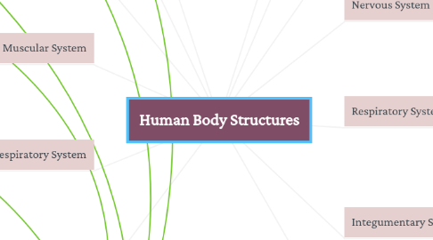 Mind Map: Human Body Structures