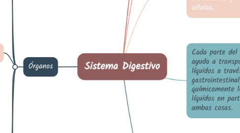 Mind Map: Sistema Digestivo