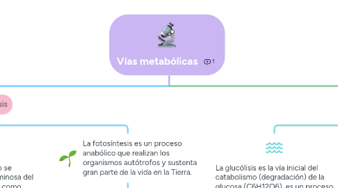 Mind Map: Vías metabólicas