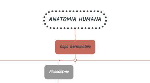 Mind Map: ANATOMIA HUMANA