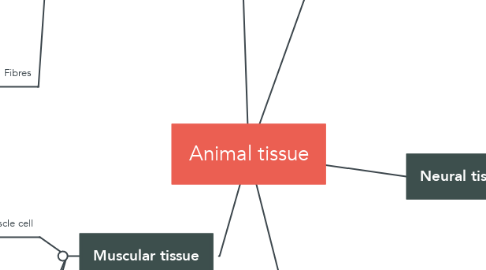 Mind Map: Animal tissue