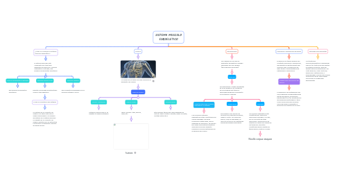 Mind Map: SISTEMA MUSCULO ESQUELETICO