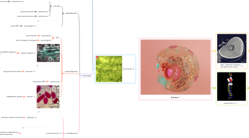 Mind Map: Клетка