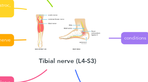 Mind Map: Tibial nerve (L4-S3)