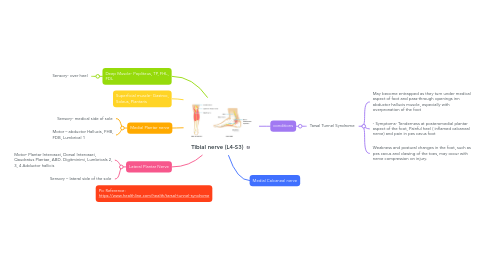 Mind Map: Tibial nerve (L4-S3)