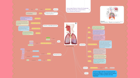 Mind Map: Aparato Respiratorio