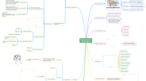 Mind Map: Exterior y manejo de Perros y Gatos