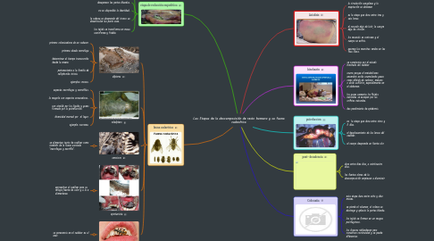 Mind Map: Las Etapas de la descomposición de resto humano y su fauna cadavérica