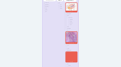 Mind Map: Reproductor femenino. Dra. Paola Racancoj