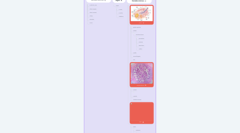 Mind Map: Reproductor femenino.  Dra. Paola Racancoj