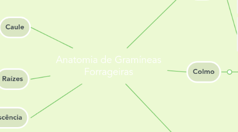 Mind Map: Anatomia de Gramíneas Forrageiras