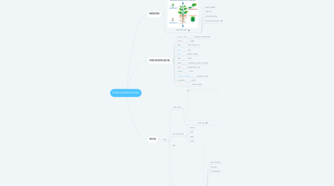 Mind Map: STEM MORPHOLOGY