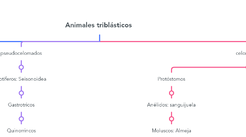 Mind Map: Animales triblásticos