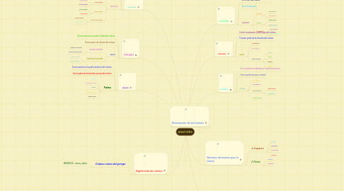 Mind Map: ANATOMÍA