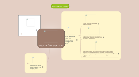 Mind Map: кедр-хлебное дерево