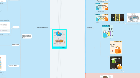 Mind Map: Prokaryotic + Eukaryotic