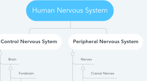 Mind Map: Human Nervous System