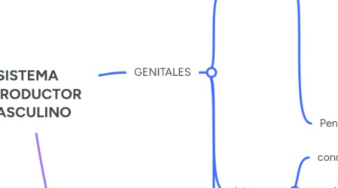 Mind Map: SISTEMA REPRODUCTOR MASCULINO