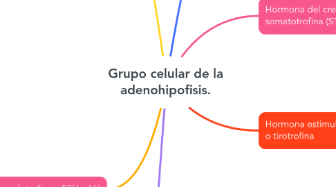 Mind Map: Grupo celular de la adenohipofisis.