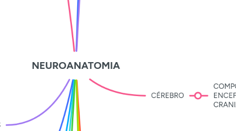 Mind Map: NEUROANATOMIA