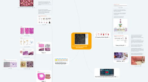 Mind Map: Ch 5: Cell Differentiation & Specialisation