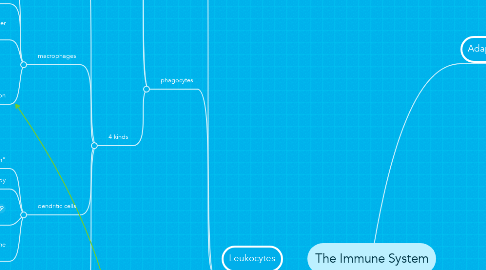 Mind Map: The Immune System