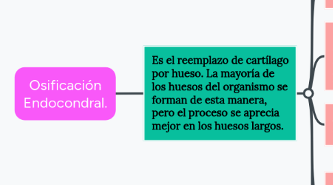 Mind Map: Osificación Endocondral.