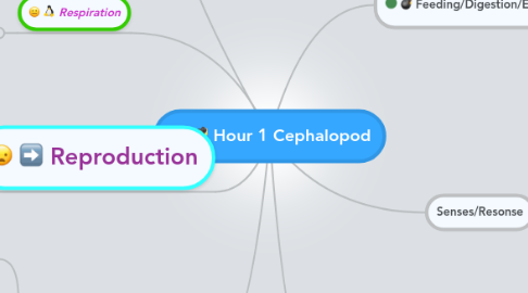 Mind Map: Hour 1 Cephalopod