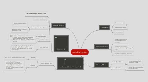 Mind Map: Muscluar Sytem